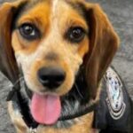 Egyptian Man Kicks Customs Dog Airborne at Washington DC Airport