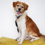 How much does it cost to have a pet per year? Would a PET health plan help save money? Look