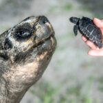 Meet the oldest dad in the animal world