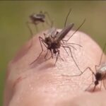 Mosquitoes and ticks on the rise in CSRA, doctors share protection tips