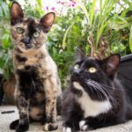 What to know before moving to a natural diet for your cat – Wplay